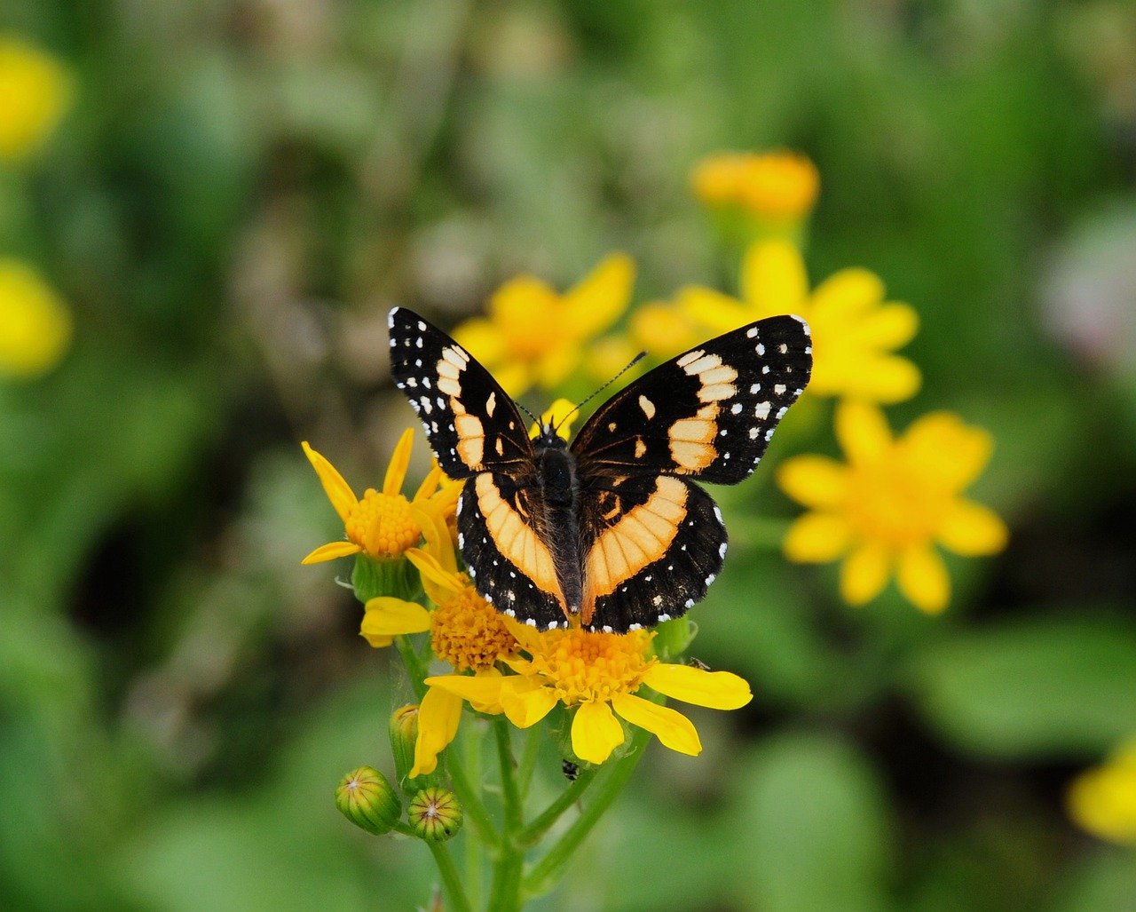 butterfly, nature, insect, wings, pollinate, blooming flower, yellow, spots, macro, details, checkerspot, pattern, garden flower, blurred background, credit card, close-up, insect color, fragile, wildlife-10055741.jpg