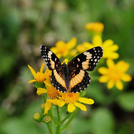 butterfly, nature, insect, wings, pollinate, blooming flower, yellow, spots, macro, details, checkerspot, pattern, garden flower, blurred background, credit card, close-up, insect color, fragile, wildlife-10055741.jpg